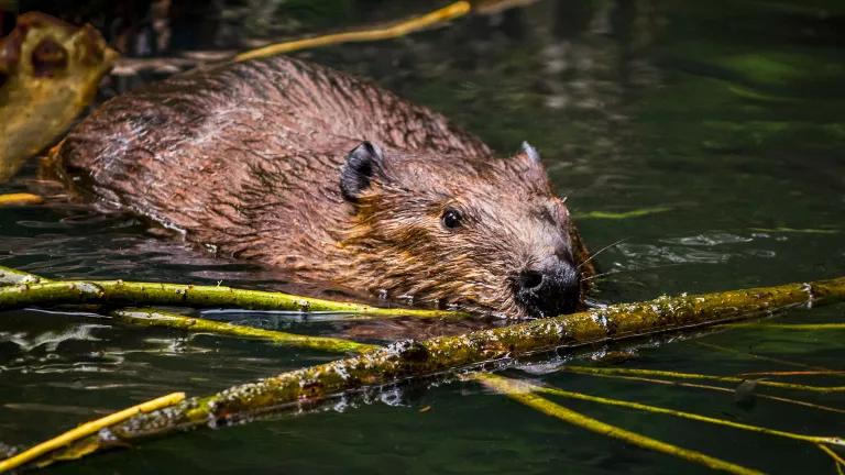 Зачем бобры строят плотины?