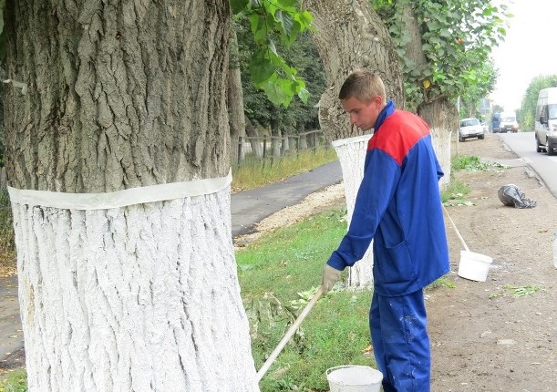 Зачем белят деревья?